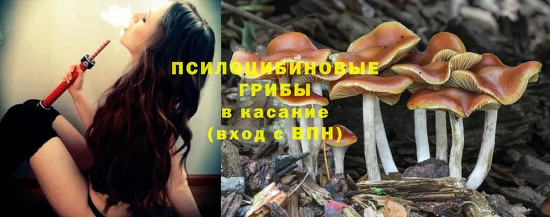 Псилоцибиновые грибы Cubensis  закладка  даркнет состав  Краснозаводск 